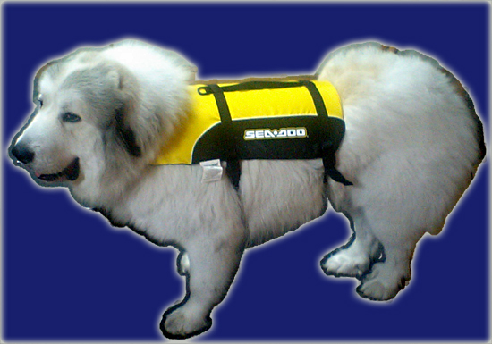 CtWPbg/SEA-DOO PET